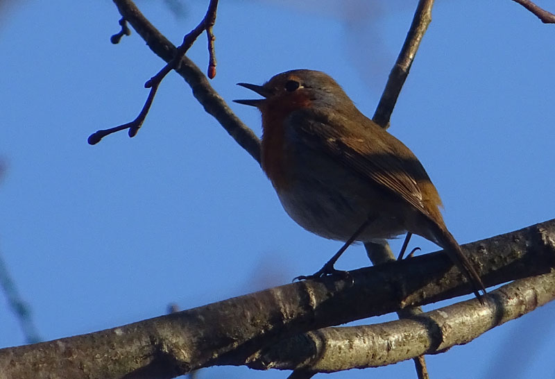 Erithacus rubecola....maschio o femmina ?